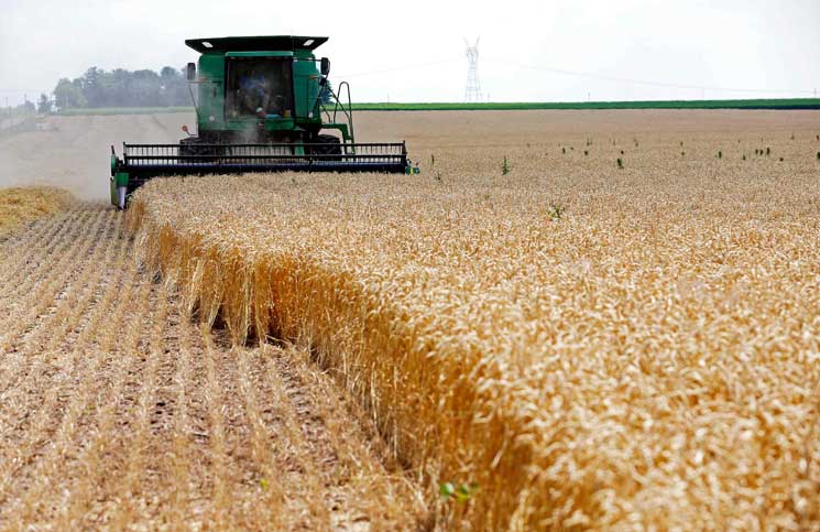 وزارة التموين: الاحتياطي الاستراتيجي من القمح يكفي 5 أشهر - جريدة حابي