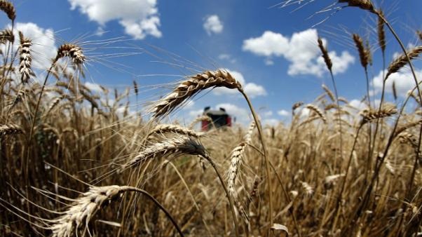 روسيا تعتزم رفع ضريبة تصدير القمح اعتبارا من أول مارس