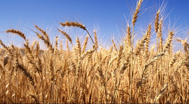 هيئة السلع التموينية تشتري 115 ألف طن من القمح عبر محادثات خاصة