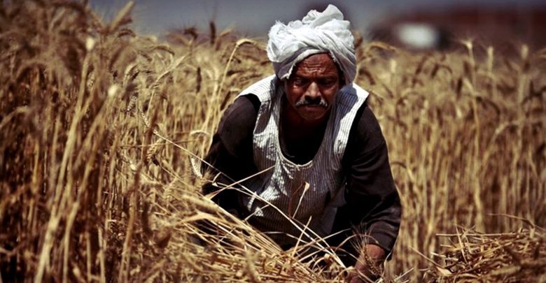 وزارة التموين تحذر المزارعين من بيع القمح بمستويات رطوبة عالية