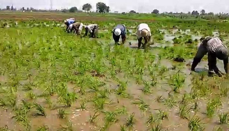 وزارة الزراعة: مصر تتجه لإنتاج 4 ملايين طن من الأرز الأبيض في موسم 2019