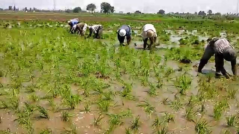 وزارة الزراعة: مصر تتجه لإنتاج 4 ملايين طن من الأرز الأبيض في موسم 2019
