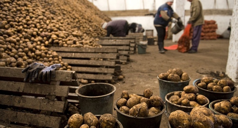 الزراعة: فتح الأسواق التركية أمام البطاطس المصرية