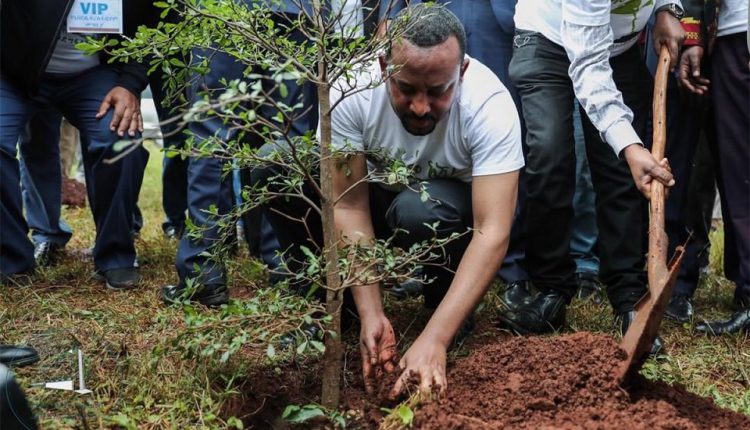 الإثيوبيون يزرعون 350 مليون شجرة في 12 ساعة ضمن حملة لمكافحة إزالة الغابات