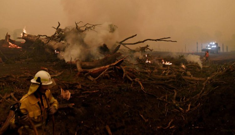 الحكومة الأسترالية تخصص 34.5 مليون دولار لاستعادة الحياة البرية بعد الحرائق