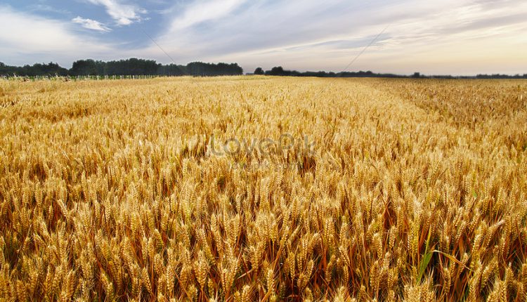 روسيا ترفع رسوم تصدير القمح إلى 63.75 دولار للطن