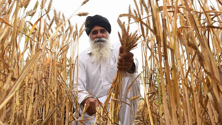الهند تستثني مصر من قرار حظر صادرات القمح