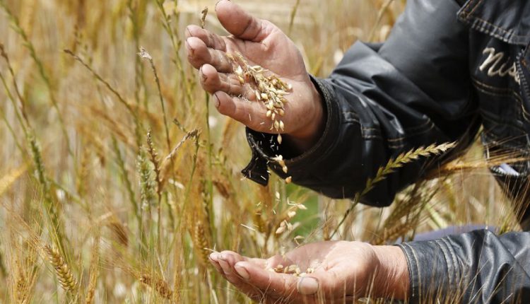 الجفاف يهدد صادرات القمح الأرجنتيني