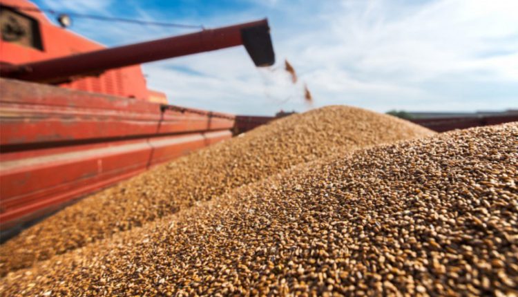 المغرب يتوقع ارتفاع إنتاج الحبوب