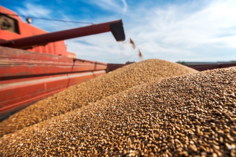 المغرب يتوقع ارتفاع إنتاج الحبوب