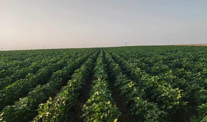وزير قطاع الأعمال يستعرض موقف زراعة القطن قصير التيلة في توشكى وشرق العوينات