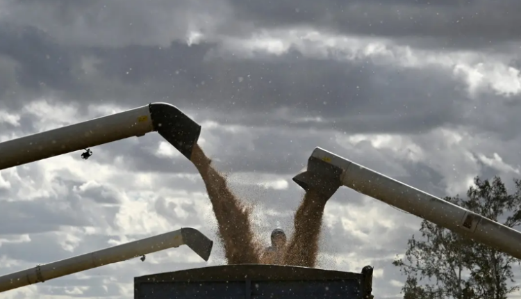 أسعار صادرات القمح الروسي تتراجع للأسبوع الرابع على التوالي