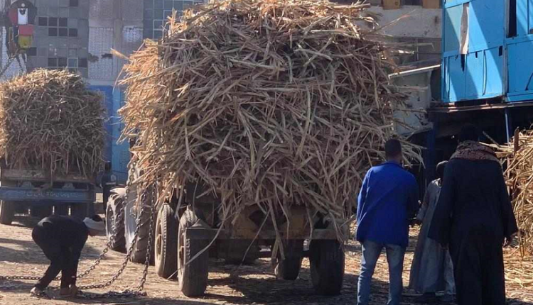 وزارة التموين: ارتفاع توريد القصب لنحو 2.3 مليون طن وإنتاج أكثر من 225 ألف طن سكر