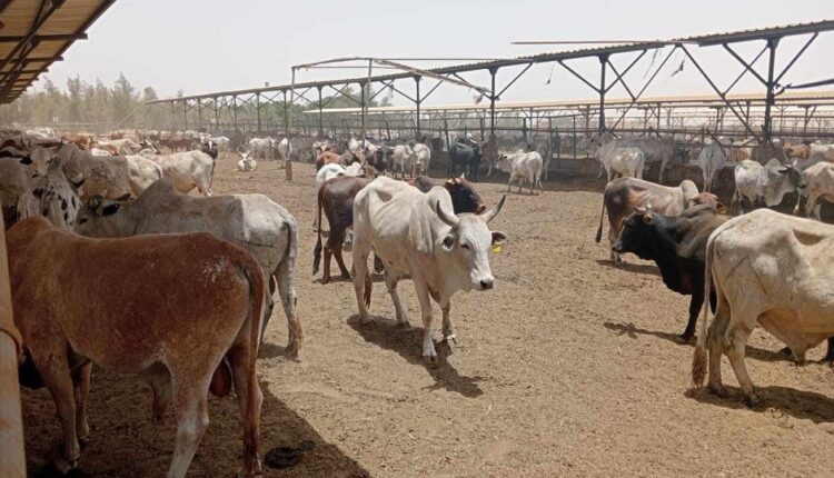مصر تتعاقد على 20 ألف رأس ماشية من عدة مناشئ تمهيدا لضخها بالمجمعات الاستهلاكية